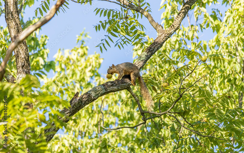 A young fox squirrel storing up walnuts for the upcoming winter. A young fox squirrel storing up walnuts for the upcoming winter.