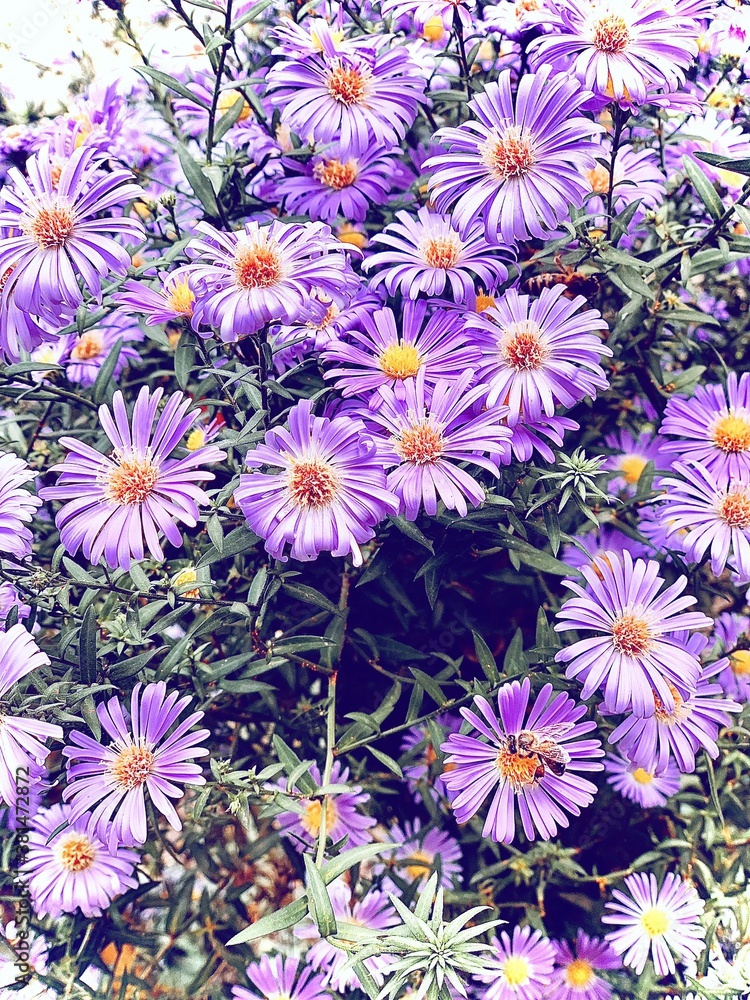 background of flowers background of flowers