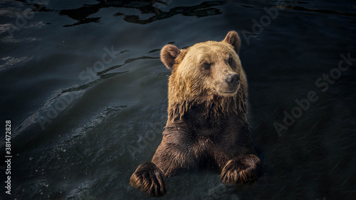 Bear in water in a river in the wild,brown bear swims.