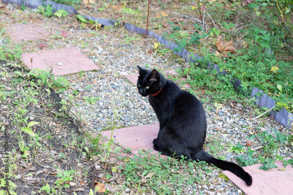 black cat with red collar sitting on the ground in garden black cat with red collar sitting on the ground in garden