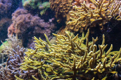 Coral reef ecosystem in an aquarium