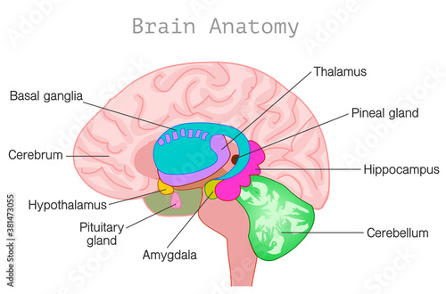 Brain anatomy. Central nervous system diagram. Head organ parts, limbic system, basal ganglia, hypothalamus, cerebellum, pineal, pituitary gland, hypothalamus, ventricles, choroid plexus. Vector photo