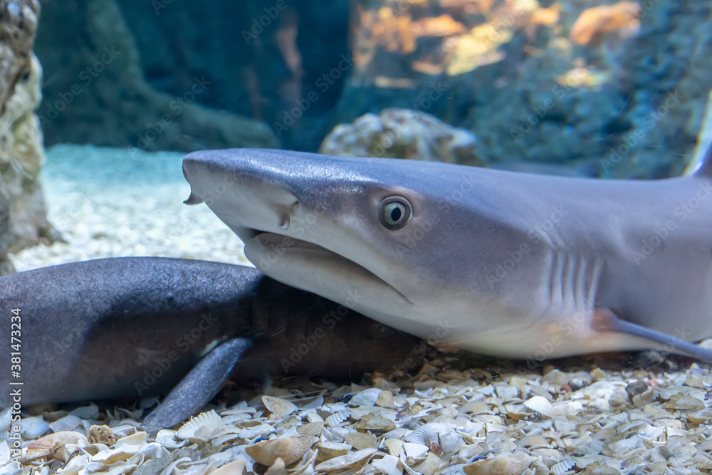 Fototapeta premium Little shark in an aquarium