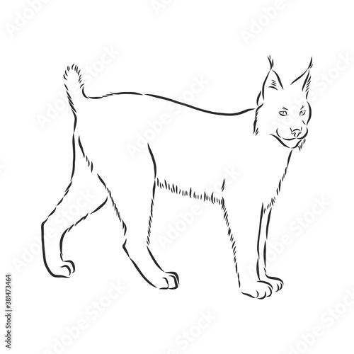Lynx. Wild cat. Predator. Hand drawn. Black and white. Stylized. Decorative. Vector. lynx wild animal, vector sketch illustration