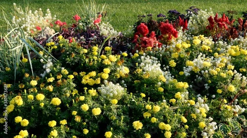Many different flowers vibrant colors growing and blooming in flower bed in garden or summer park. Close up.