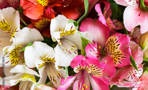 The background is of alstremeriae flowers. Beautiful, bright floral background. Top view. Close-up.