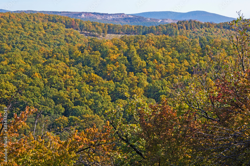 Forest in the autumn