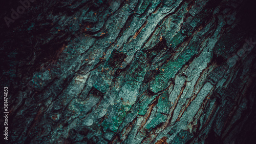 textured tree bark for the background © Sergei