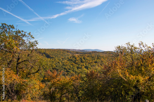 Fototapeta Naklejka Na Ścianę i Meble -  Forest in the autumn