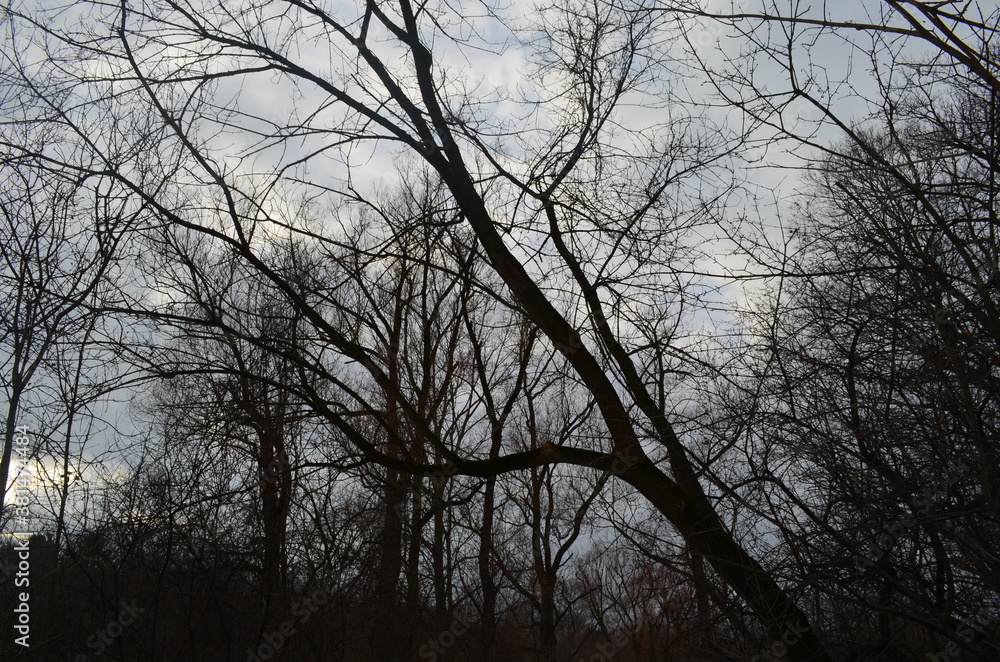 silhouette of a tree against the sky silhouette of a tree against the sky