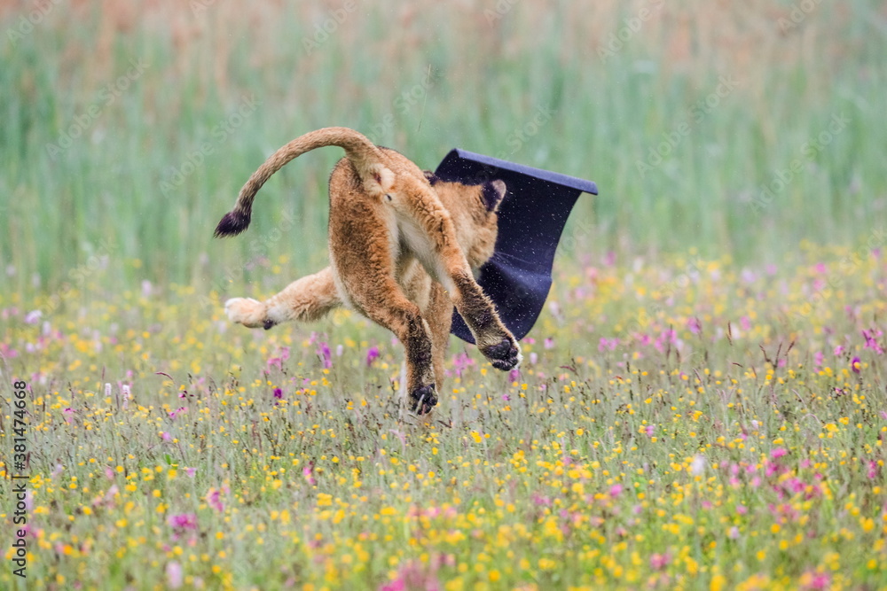 Obraz premium Funny photo. Young lioness running away with sleeping mat stolen to photographer. Lion, Panthera leo.