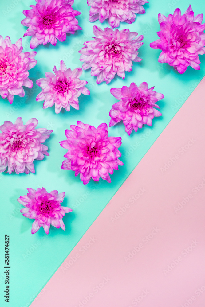 Fototapeta premium Pink flowers border flat lay on Cerulean blue, Green Ash and pink background. Vibrant blooming top view clipart with copy space. Natural frame. Summer, springtime banner template. Neon pink and blue