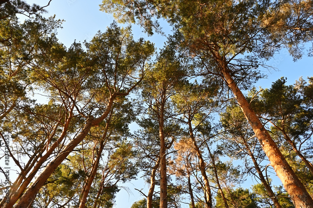 Fototapeta premium Pine forest, beautifully sunlit by the September sun. Scots pine, Pinus sylvestris is an important tree in forestry.