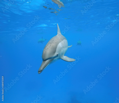 underwater world a dolphin floats in the sea