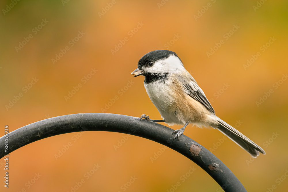 Obraz premium A black-capped chickadee stealing a peanut in my feeder on an autumn morning