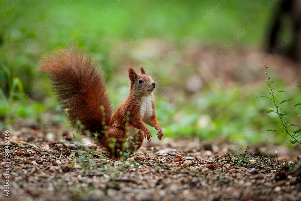 Close-up portrait of red squirrel in natural environment. Eurasian red squirrel, Sciurus vulgaris. Close-up portrait of red squirrel in natural environment. Eurasian red squirrel, Sciurus vulgaris.