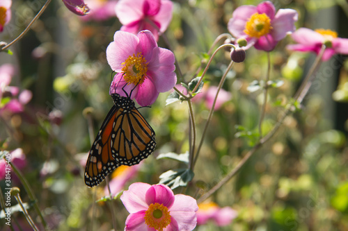 Close-up of a Monarch Butterfly on a Pink Rosa Persica flower