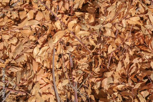 Colorful background of dry laurel orange autumn leaves