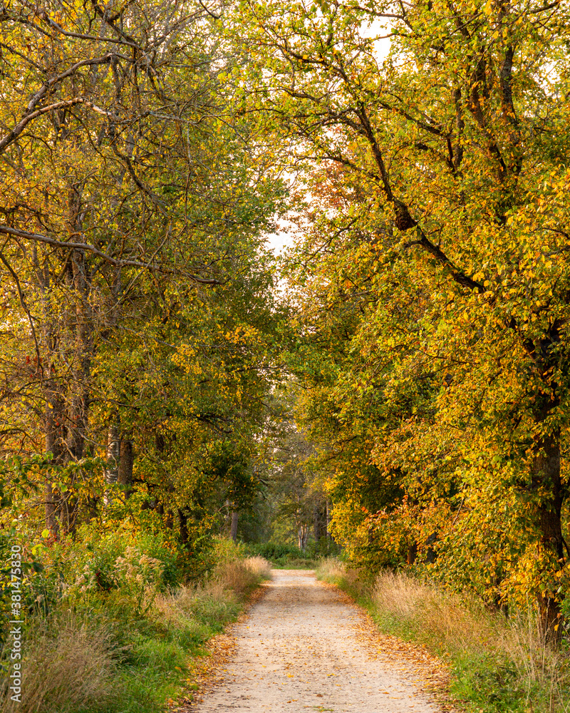 Autumn scene with colourful bright yellow trees, country road and long grass in September in Latvia