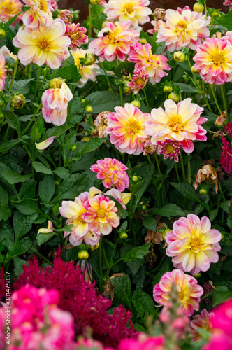Dahlias Blooming in a Garden