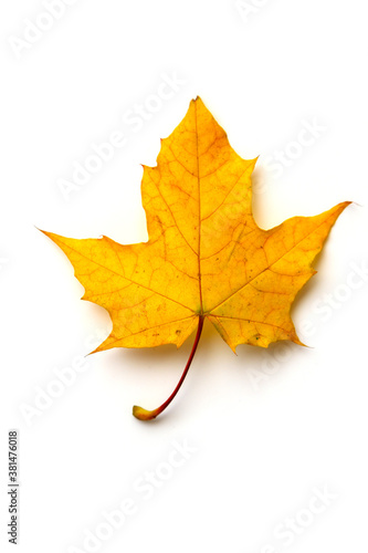 Wallpaper Mural yellow sheet of the cell isolated on a white background Torontodigital.ca