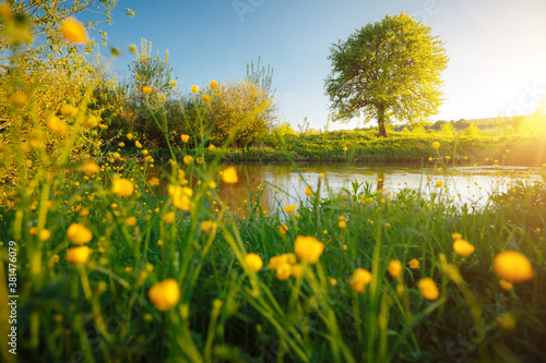 Fototapeta Naklejka Na Ścianę i Meble -  Spectacular meadow with big tree, fresh green leaves.