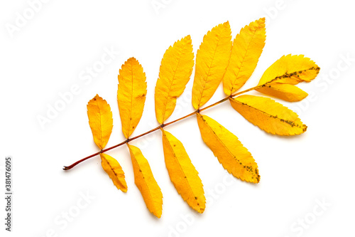 yellow ash leaf isolated on a white background