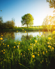 Spectacular meadow with big tree, fresh green leaves.