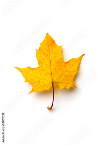 Yellow maple leaf isolated on white background