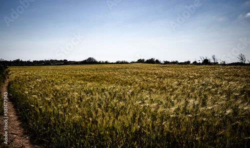 corn field in the morning