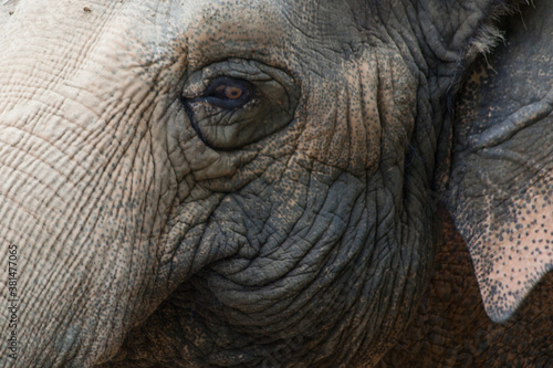 Wrinkled Elephant face