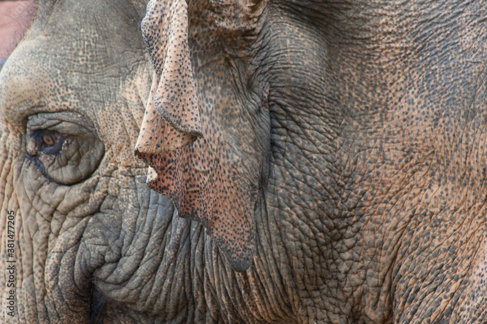 Obraz premium Wrinkled Elephant face