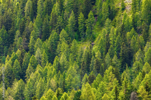 Green pine forest. Background. Dense forest of wild pine trees form a beautiful green natural backdrop