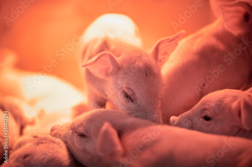 Group of piglets in pig farm.