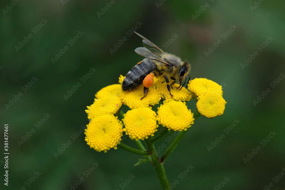 Yellow blossoms of the common tansy with a bee searching for nectar and a dark green background - Stockphoto Yellow blossoms of the common tansy with a bee searching for nectar and a dark green background - Stockphoto