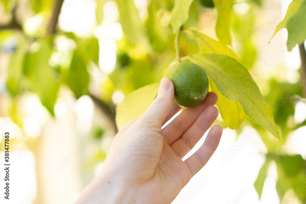 Harvesting lemons. Hand picking limes. Green citrus fruit. Side view. Lime hangs wallpaper. Young lemon