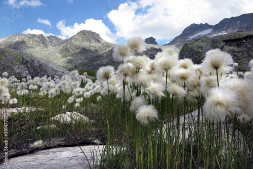 Scheuchzers Wollgras in den Zentralalpen - Alpine bog cotton in the Central Alps - Eriophorium scheuchzeri photo