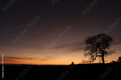 silhouette of a tree in sunset