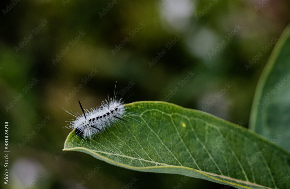 caterpillar on leaf