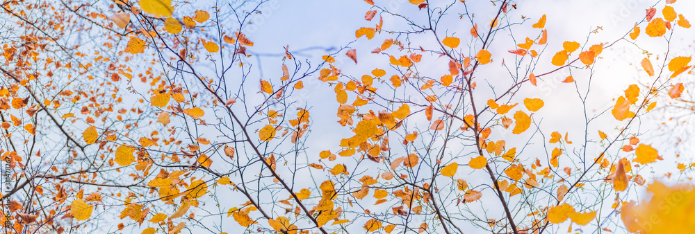 Beautiful panoramic autumn scenery with colorful leaves and bokeh background