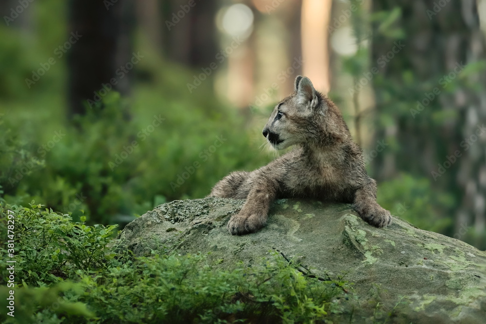 Obraz premium Close-up portrait of a very young cute male cougar on a reconnaissance expedition in its natural habitat. Known also as puma, mountain lion, red tiger and catamount. Puma concolor.