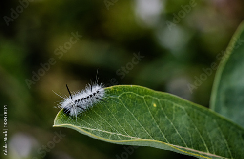 caterpillar on leaf