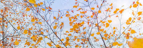 Beautiful panoramic autumn scenery with colorful leaves and bokeh background © maria_lh