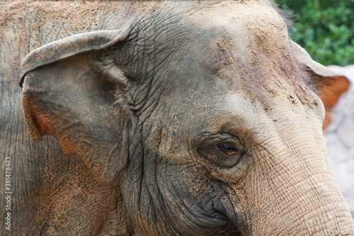 Elephant's wrinkled eye