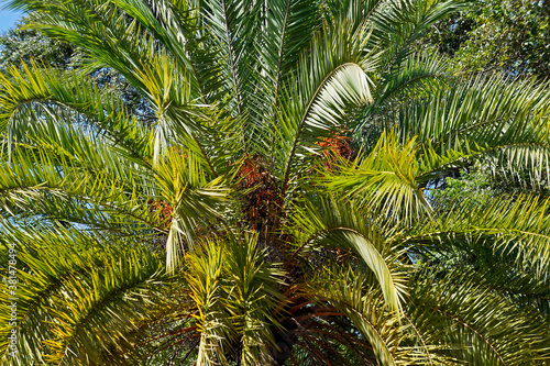 Date palm tree on garde, Brazil