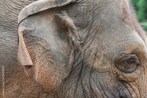 Elephant's wrinkled eye