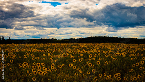 field of sunflowers and sun