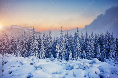 Awesome winter landscape with spruces covered in snow. © Leonid Tit