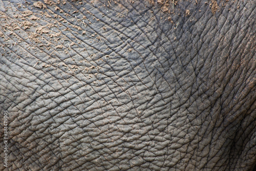Naklejka premium Elephant wrinkled skin