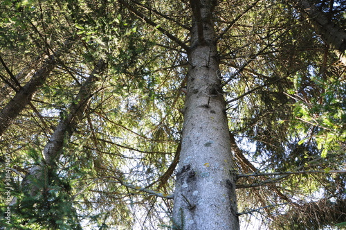 tree in the forest